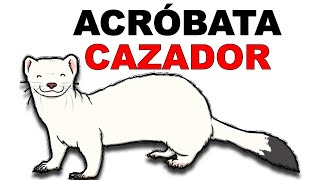 Armiño: El ACRÓBATA 🏹 CAZADOR de CONEJOS - Animales Salvajes