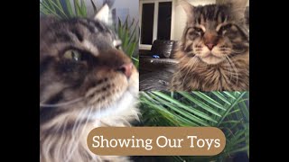 Main Coon Cats | Bearn \u0026 Hon Show Their Toys