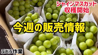 「ぶどうの作業」収穫開始！今週の販売情報。