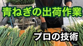 【青ねぎ出荷作業】プロの技術