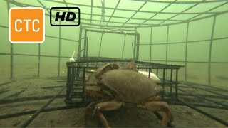 Crabbing, Nanaimo-Public Fishing Dock-2018-underwater cam.