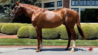 Catalina Cruiser's First Yearlings Primed for the Sales Ring