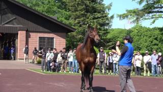 【4K】ロードカナロア 2017種牡馬【社台スタリオンステーション】 Lord Kanaloa