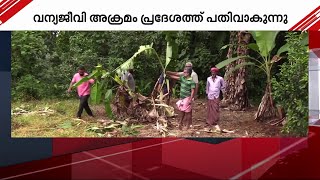 കോതമംഗലം കോട്ടപ്പടിയിൽ കാട്ടനയിറങ്ങി; വ്യാപക കൃഷിനാശം | elephant | kothamangalam