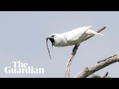 What rainforest does the White Bellbird live in?