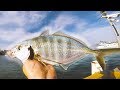 MENTAL TREVALLY on Light Gear!! | Fishing Sydney Harbour