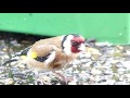 beauties of nature carduelis carduelis