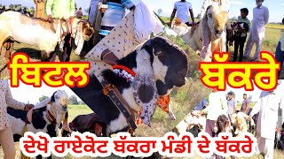 ਰਾਏਕੋਟ ਬੱਕਰਾ ਮੰਡੀ || Raikot Bakra mandi || @ILTILANATV