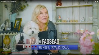 Chicagoland | PAWS Chicago clip