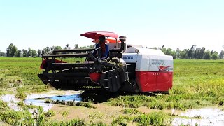 Modern technology rice harvesting and processing on field in Cambodia|កសិកម្មនៅប្រទេសកម្ពុជា