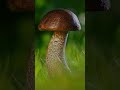 why only specific types of mushroom are edible mushroom foryou facts ediblefungi