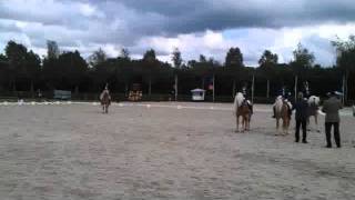 Ontspoorde haflinger hengst uit zijn plaat!