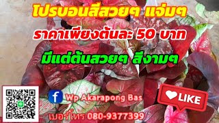 EP.279 โปรบอนสีราคาดี เพียงต้นละ 50 บาท สวยๆทั้งนั้น ฟอร์มกอสวยๆ @KMB-garden