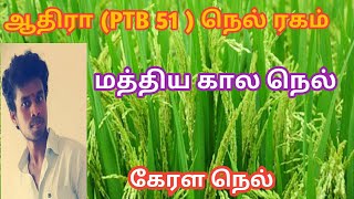 ஆதிரா நெல் ரகம் |PTB 51 கேரள நெல் ரகம் |Tamil |Life is line |