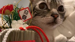 🎍 Happy New Year 謹賀新年2022 サモエド犬らっきー #Shorts あきれる猫ちろ