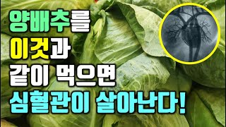 양배추를 이것과 같이 먹으면 심혈관이 살아난다!(양배추의 효능 포함)