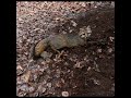 A Fine Gray Fox 🦊 #Fox Trapping #Duke Traps