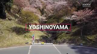 吉野山の桜／ドローン空中撮影 2019年4月