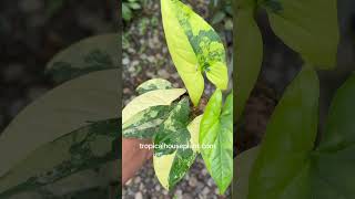 Syngonium Aurea Variegated | tropicalhouseplant.com #houseplant #plantcollection #plantlover #garden