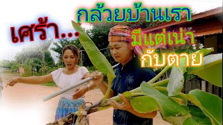 กล้วยบ้านเรา เน่า-ตาย #บ้านสวนกำภูep217