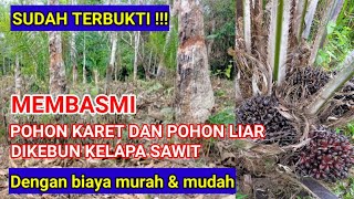 Cara MEMBASMI pohon karet dan pohon liar DI KEBUN SAWIT dengan biaya MURAH !!!@SAWITRAKYAT