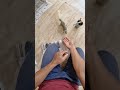 my 😍cute baby അണ്ണാന്‍ squirrel pet shorts handfeeding അണ്ണാന്‍ cute