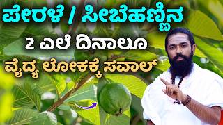 2 ಸೀಬೆ ( ಪೇರಲೆ ) ಹಣ್ಣು ಎಲೆಯ ನೀರು ದಿನಾಲೂ | Benefits of Guava and guava Leaves | Sibe Hannu in Kannada