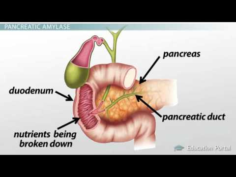 Pancreas Function, Enzymes & Role in Digestion Pancreas Function, Enzymes & Role in Digestion