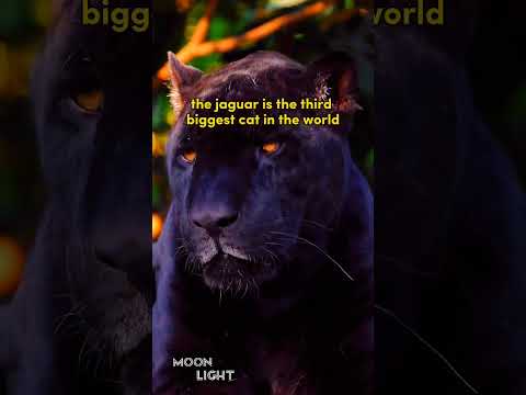 Meet The Americas' Black (big) Cat | #animals #america #black #jaguars ...