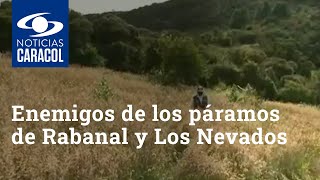 Estos son los principales enemigos de los páramos de Rabanal y Los Nevados