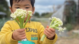 カリフローレ（茎カリフラワー）の収穫の仕方