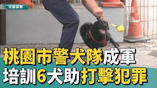 狗 警察|桃園市警犬隊培訓中 打造守護治安生力軍