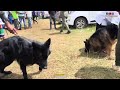 ഇതുവരെ ഇങ്ങനൊരു dog show നിങ്ങൾ കണ്ടിട്ടില്ലേ 400ൽ പരം നായകളെത്തിയ ആവേശം നിറഞ്ഞ കൊടൈക്കനാൽ dog show