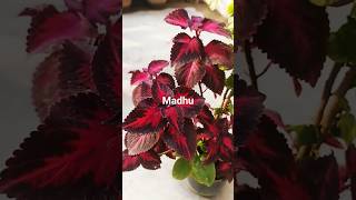 #Coleus plant with hibiscus plant in garden