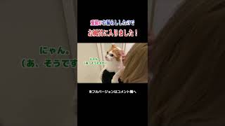 愛猫がお漏らししたのでお風呂に入りました！　#shorts