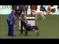 large munsterlander crufts 2024 best of breed winner shortlisted in the gundog group