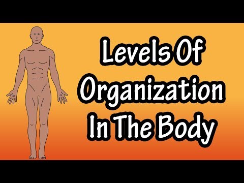 What is the order of structural level of the body Organisation?