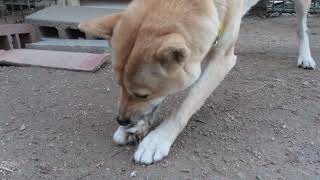 山陰柴犬ユズが大根をかじる