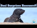 Seal Surprises Rescuers!!