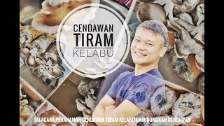 Mudahnya Tanam CENDAWAN TIRAM KELABU / Permulaan Bisnes Kecil-Kecilan