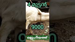 4 മുട്ടൻ ആട് കൊടുക്കാൻ 9500🐐9000🐐8500🐐6500🐐 9605204150