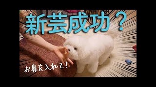 犬と赤ちゃんの日常｜新芸にもチャレンジするビションフリーゼわたまる dog and baby's life