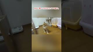 何かに驚いて尻尾を太くした猫ズ。 #Shorts