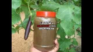 ഫിഷ് അമിനോ ആസിഡ് ഉണ്ടാക്കുന്ന വിധം.. Preparing fish amino acid/No.8 ഫിഷ് അമിനോ ആസിഡ് ഉണ്ടാക്കുന്ന വിധം.. Preparing fish amino acid/No.8