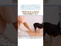 34秒の動画でありったけの小技を披露します🐶ボストンテリアのぼんちゃんです🐾