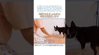 34秒の動画でありったけの小技を披露します🐶ボストンテリアのぼんちゃんです🐾