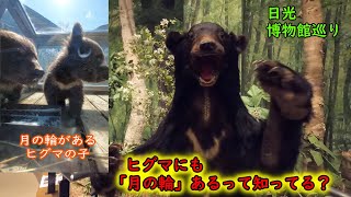 ヒグマにも「月の輪」があるって知ってる？栃木日光自然史博物館＆ビジターセンター 4K