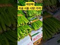 지금 서울 시장 가격 폭락 vegetables 시장 물가 food 김치 반찬