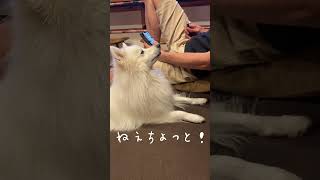 スマホに嫉妬してちくり犬と化す　#japanesespitz #日本スピッツ　#shorts