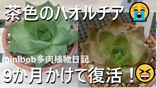 【多肉植物】茶色くなった😵ハオルチアが復活するまで！【23】